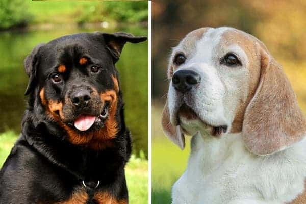Beagle Rottweiler Mix: Meet the Curious & Confident Guardian