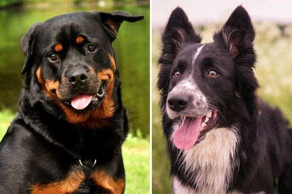 Border Collie Rottweiler Mix: Meet the Energetic, Protective, & Affectionate
