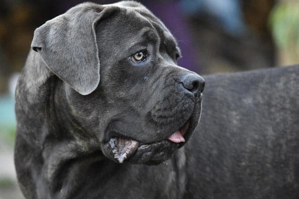 Cane Corso Colors: Which Coat Colors Predict the Healthiest Puppy