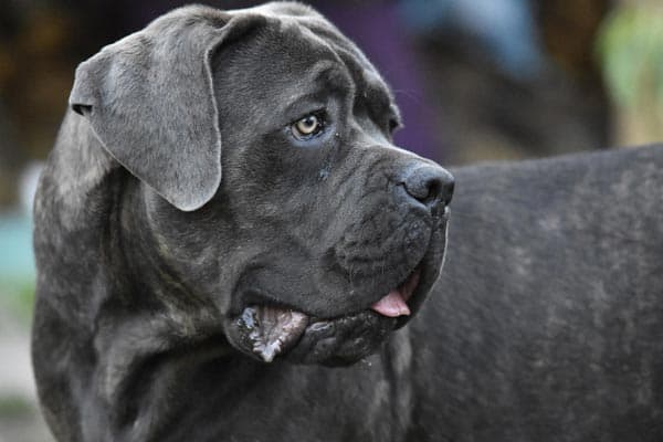 Cane Corso Colors