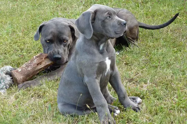 Cane Corso Price