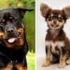 Chihuahua Rottweiler Mix