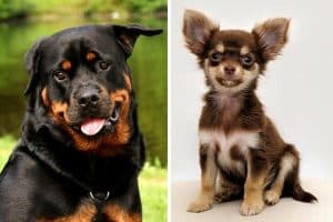 Chihuahua Rottweiler Mix