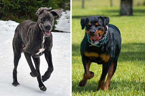 Great Dane Rottweiler Mix: Meet the Friendly & Loyal Dog