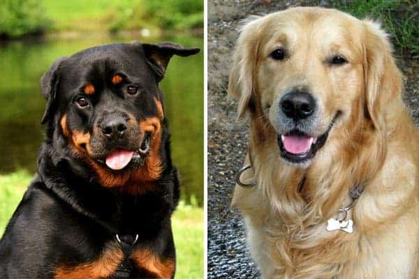 Rottweiler Golden Retriever Mix: Loyal and Friendly Dog