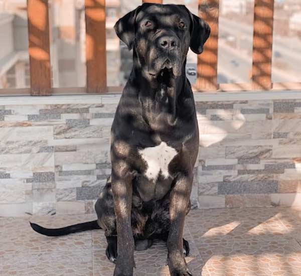 Cane Corso Dog