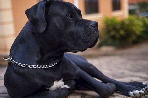 Cane Corso Bite Force: Discover the Unbelievable Jaw Strength