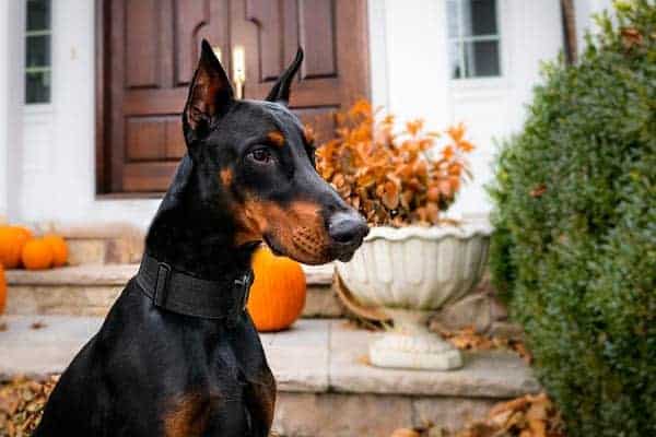 doberman pinschers breeding