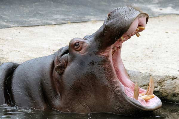 hippos bite force