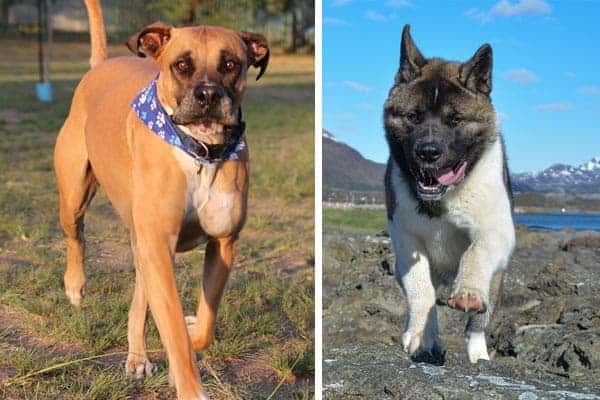 Akita Bullmastiff Mix