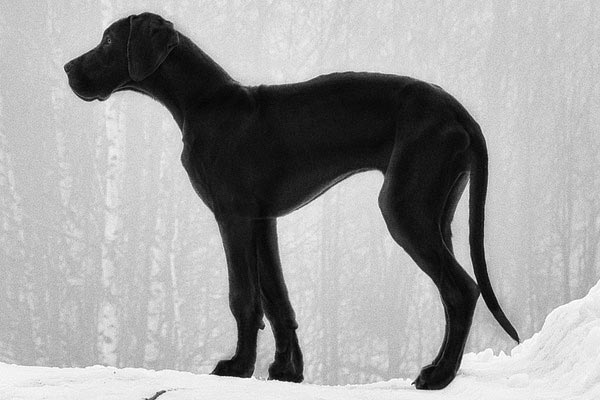 All Black Great Dane