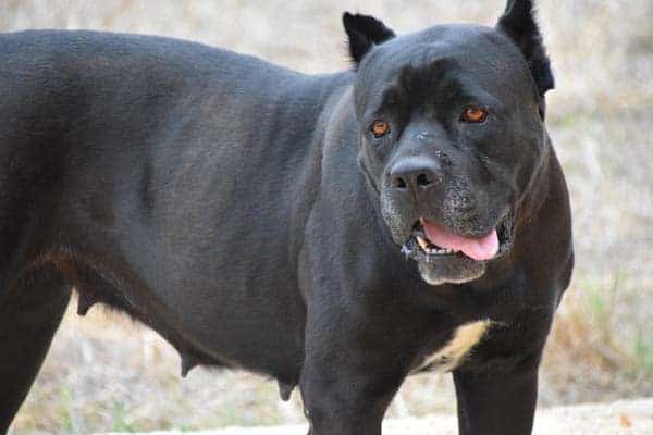 Are Cane Corsos Good Guard Dogs