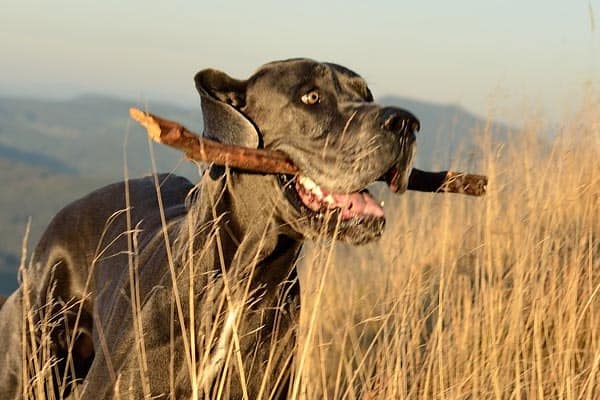 Are Great Danes Aggressive? Everything You Need To Know
