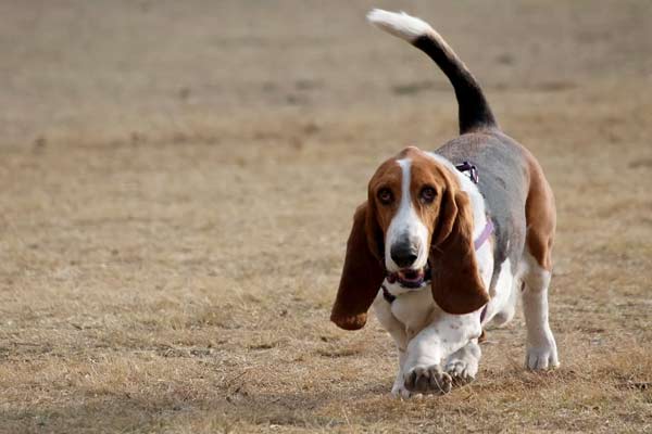 Basset Hound