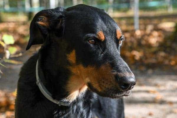 Beauceron