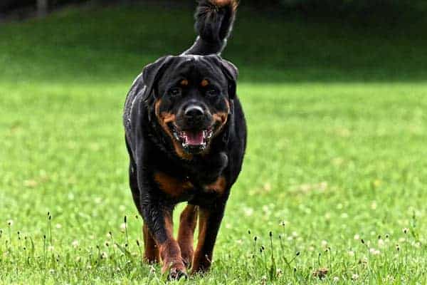 Black Rottweiler