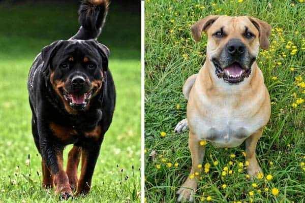 Boerboel Rottweiler Mix