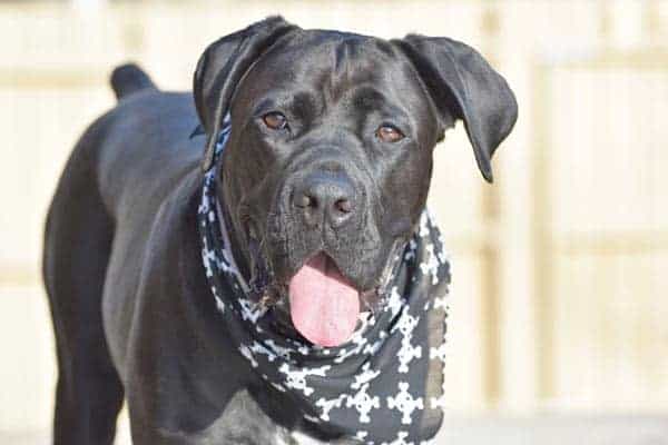 Cane Corso Breeders Near Me