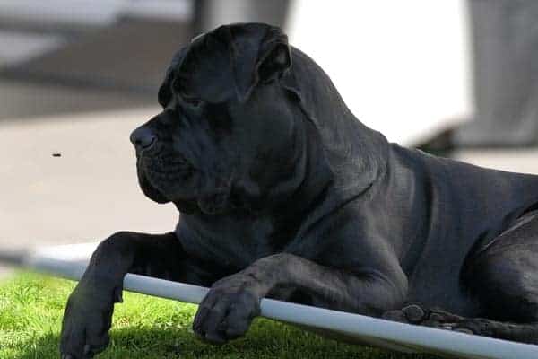 Cane Corso Mix