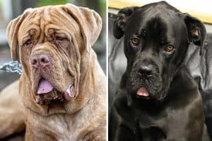 Cane Corso Neapolitan Mastiff Mix