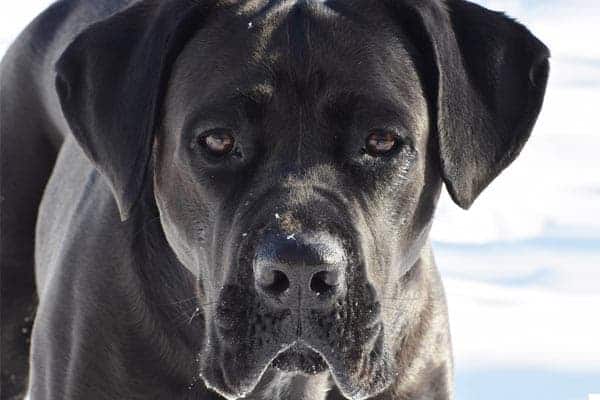 Cane Corso Similar Breeds: How You Might Confuse a Litany of these Dogs