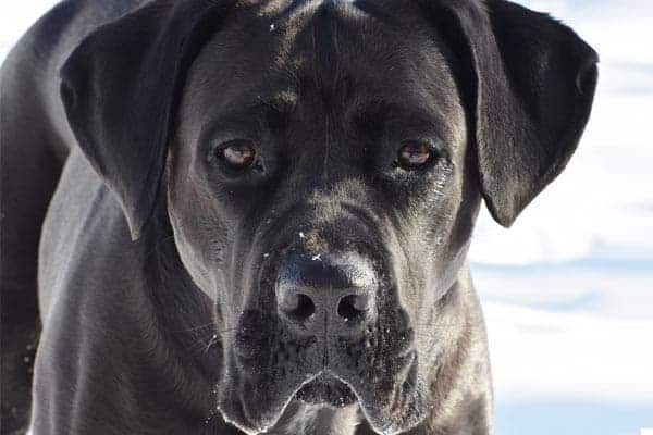 Cane Corso Similar Breeds