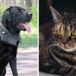 Cane Corso and Cats