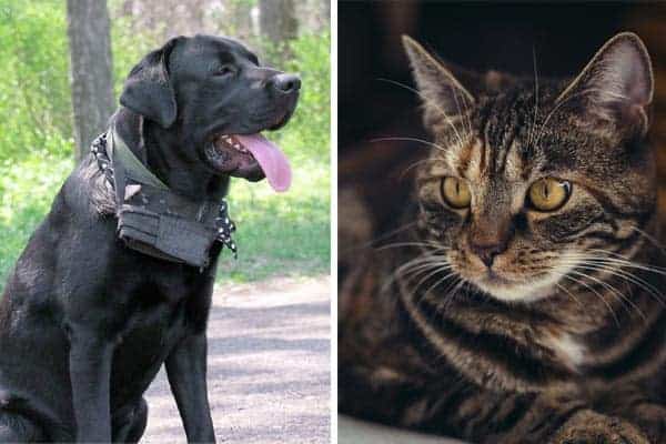 Cane Corso and Cats: Everything You Need to Know About Introducing