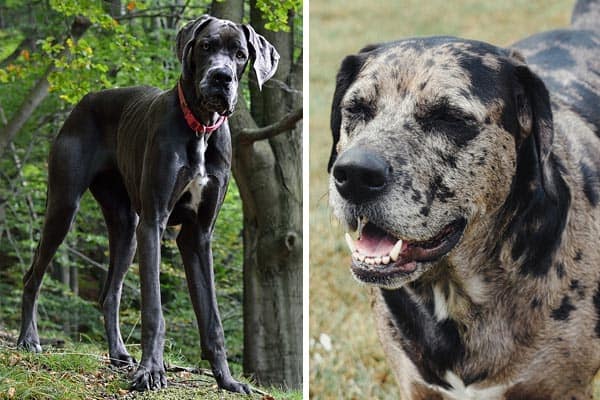 Catahoula Great Dane Mix: Meet The Friendly Watchful Dog