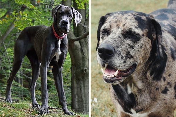 Catahoula Great Dane Mix