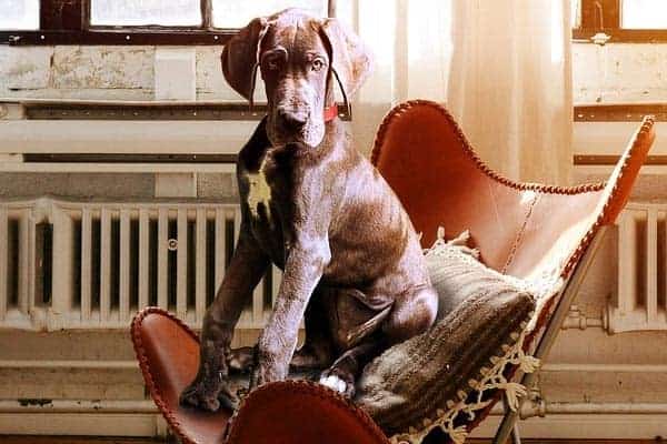 Chocolate Great Danes: Where Regalness and Loyalty Meet