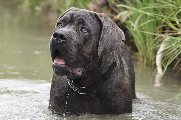 Do Cane Corsos Drool a Lot