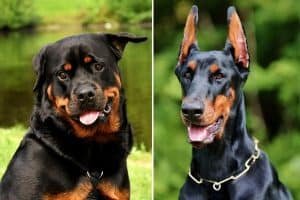 Do Rottweilers and Dobermans Get Along