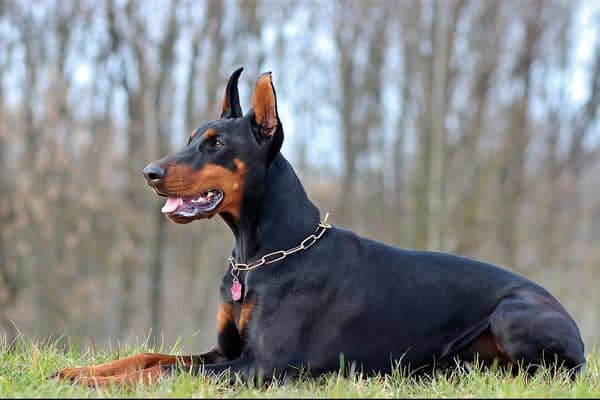 How Do I Find the Best Doberman Breeders Near Me with Top Dogs?