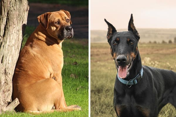Doberman Mastiff Mix: Will Make a Good Pet for Your Family?