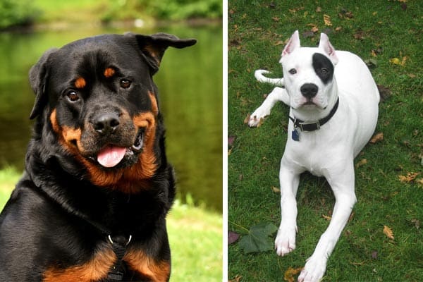 Dogo Argentino Rottweiler Mix