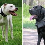 Dogo Argentino vs Cane Corso