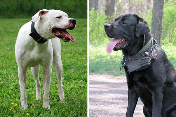 Dogo Argentino vs Cane Corso