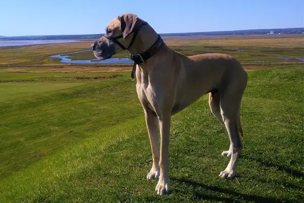 European Great Dane vs. American Great Dane