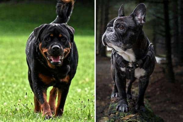 French Bulldog Rottweiler Mix