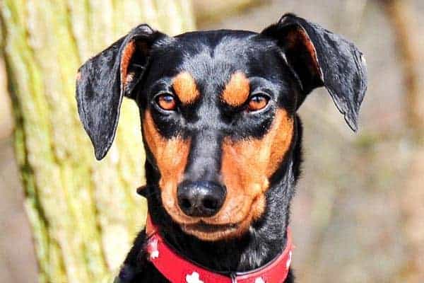 Dogs That Look Like Dobermans: Why You Have Nothing to Fear From These Breeds