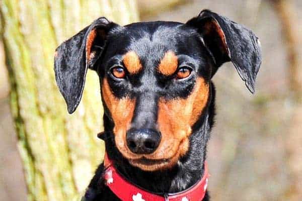 German Pinscher