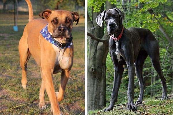 Great Dane Bullmastiff Mix