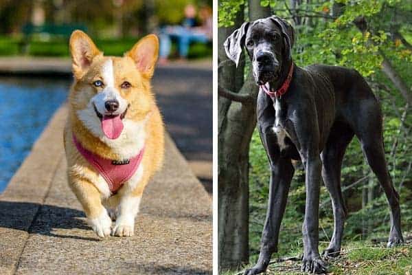 Great Dane Corgi Mix