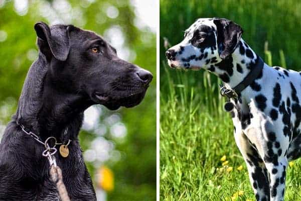 Great Dane Dalmation Mix