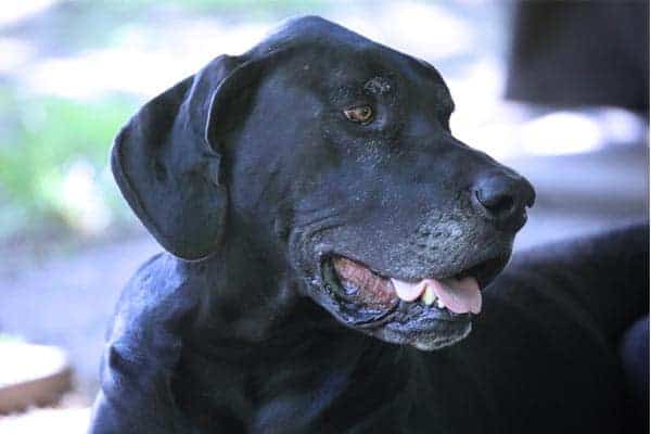 Great Dane Greyhound Mix