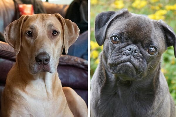 Great Dane Pug Mix: Meet The Charming Patient Dog