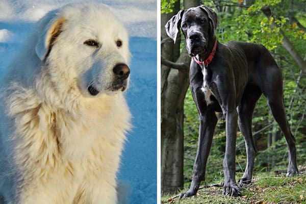 Great Dane Pyrenees Mix