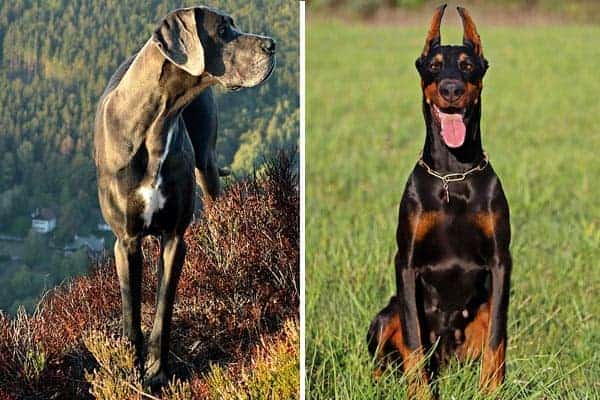 Great Dane vs. Doberman