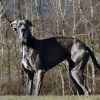 How Tall is a Great Dane